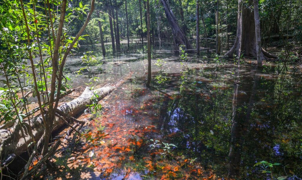 dinossauros viveram amazônia