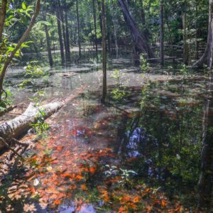 dinossauros viveram amazônia