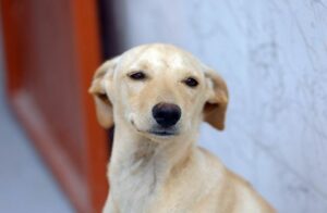 BRB Inicia Pagamento dos Cartões Ração e Castração para Protetores no DF