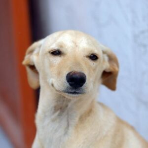 BRB Inicia Pagamento dos Cartões Ração e Castração para Protetores no DF