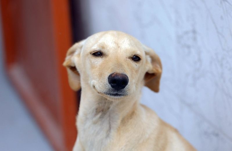 BRB Inicia Pagamento dos Cartões Ração e Castração para Protetores no DF