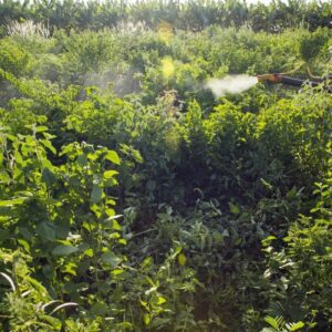 Agrotóxicos riscos agronegócio