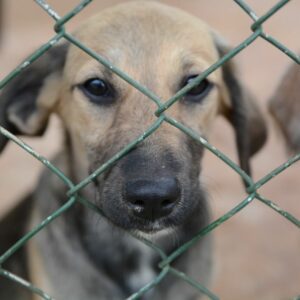 DF proíbe fogos ruidosos: Lei protege animais e estabelece multa