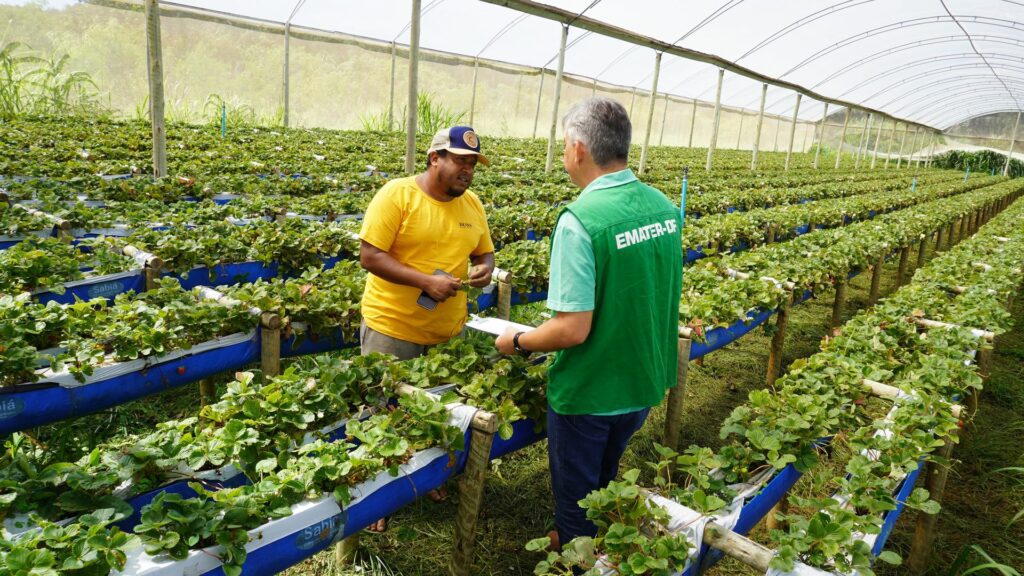 Emater-DF impulsiona agricultura familiar e segurança alimentar no DF em 2025