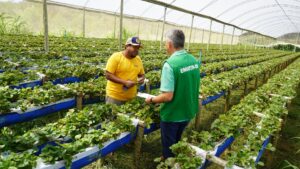 Emater-DF impulsiona agricultura familiar e segurança alimentar no DF em 2025