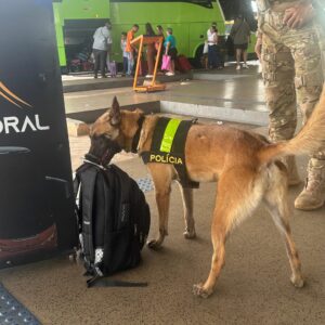 PMDF Emprega Cães Farejadores em Varredura Preventiva nas Rodoviárias de Brasília