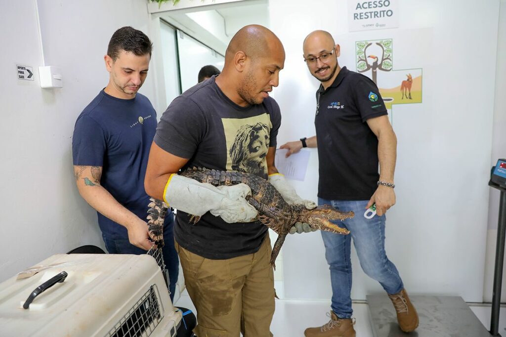 Hfaus inicia 2026 com altas de jacaré e bugio, reforçando resgate da fauna silvestre do DF