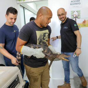 Hfaus inicia 2026 com altas de jacaré e bugio, reforçando resgate da fauna silvestre do DF