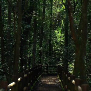 Licitação Aberta para Obras de Infraestrutura nas Trilhas do Parque Nacional de Brasília