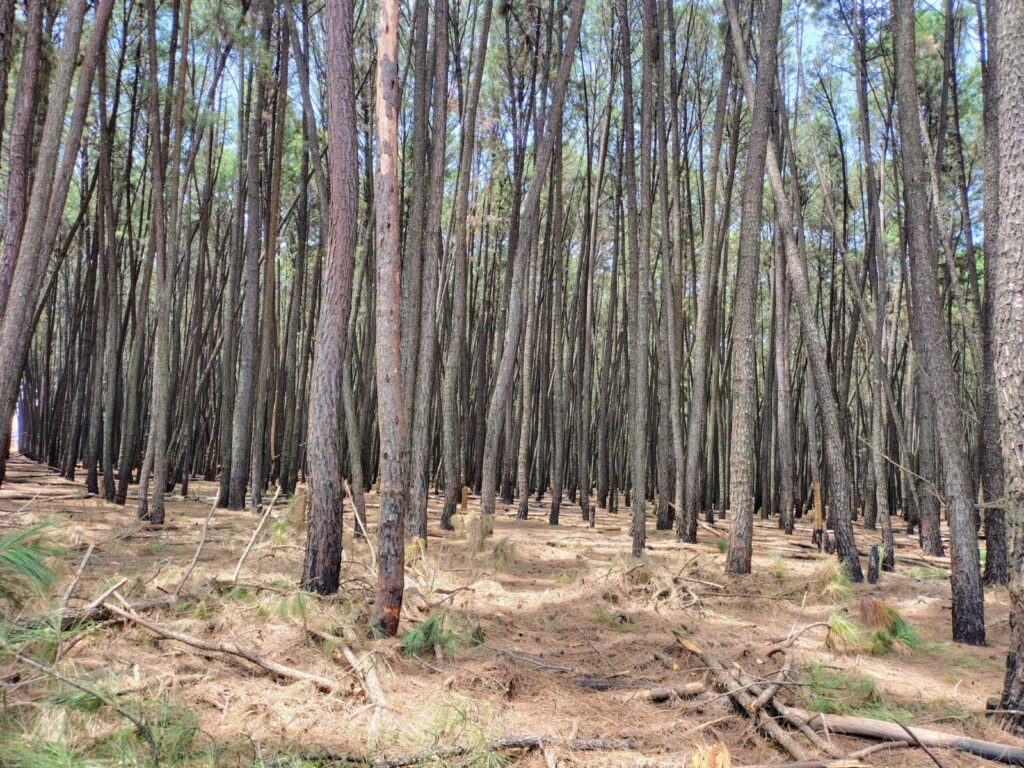 GDF oficializa limites da Floresta Distrital dos Pinheiros no Paranoá