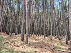 GDF oficializa limites da Floresta Distrital dos Pinheiros no Paranoá