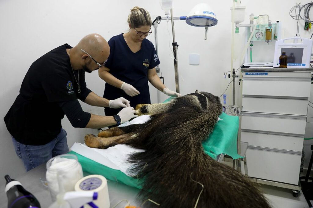 Hospital da Fauna Silvestre do DF atende 5 mil animais e vira referência