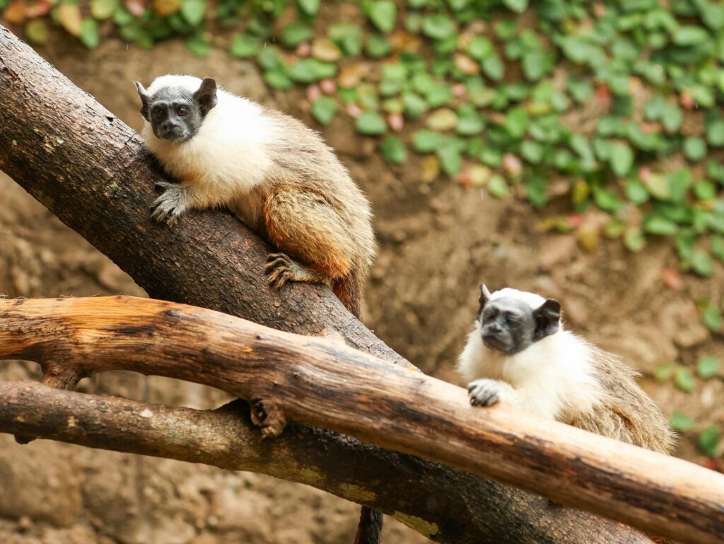 Público escolhe Caju e Castanha para filhotes de Sauim-de-coleira no Zoo de Brasília