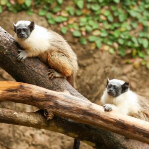 Público escolhe Caju e Castanha para filhotes de Sauim-de-coleira no Zoo de Brasília