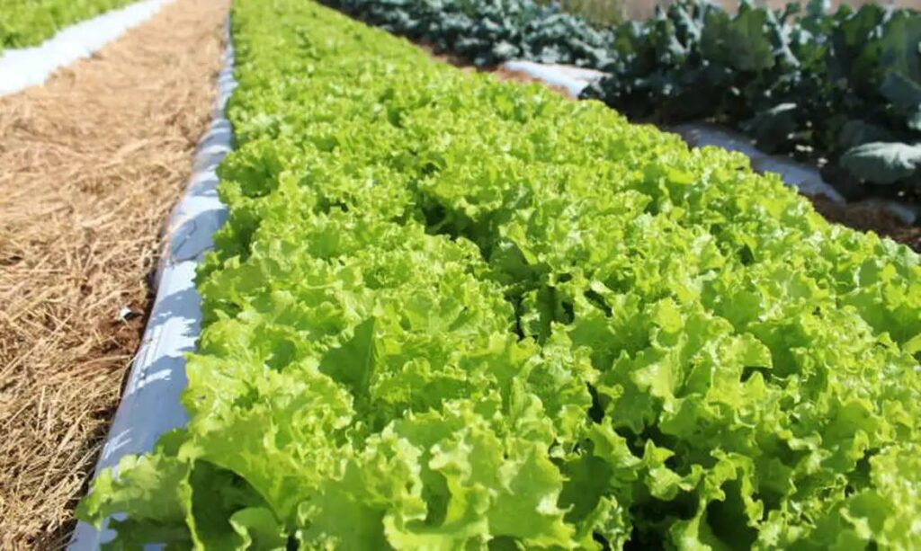 Embrapa inaugura nova unidade de pesquisa e inovação no Mato Grosso