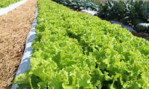 Embrapa inaugura nova unidade de pesquisa e inovação no Mato Grosso