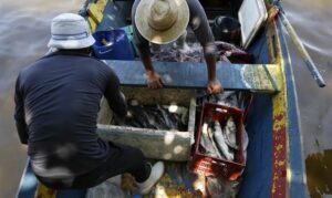 Governo paga 6º lote do Seguro-Defeso para 110 mil pescadores