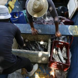 Governo paga 6º lote do Seguro-Defeso para 110 mil pescadores
