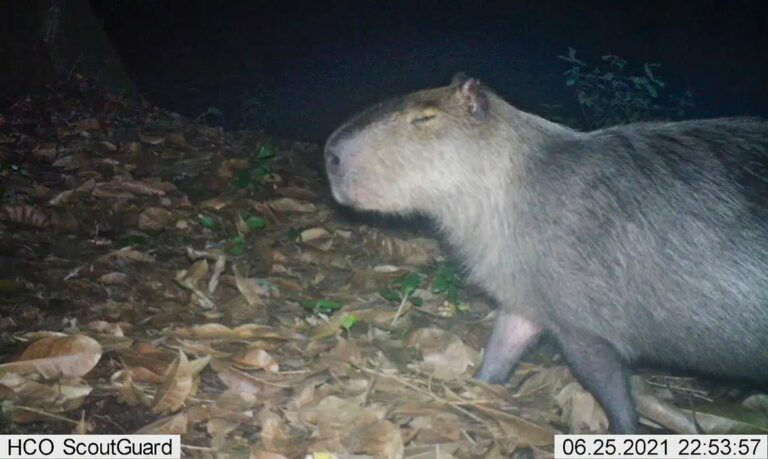 Polícia prende seis homens por agressão a capivara no Rio de Janeiro