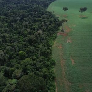 Brasil registra queda de 42% na perda de florestas tropicais em 2025