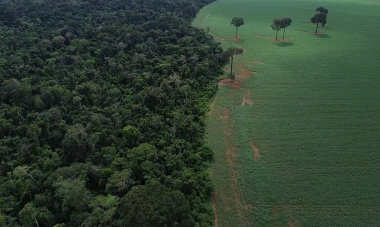 Brasil registra queda de 42% na perda de florestas tropicais em 2025