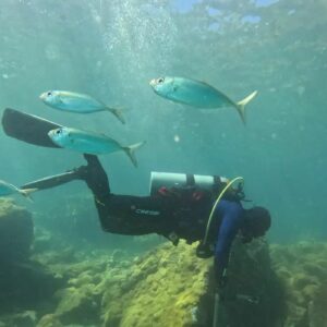 Censo marinho monitora saúde dos costões rochosos no Rio de Janeiro