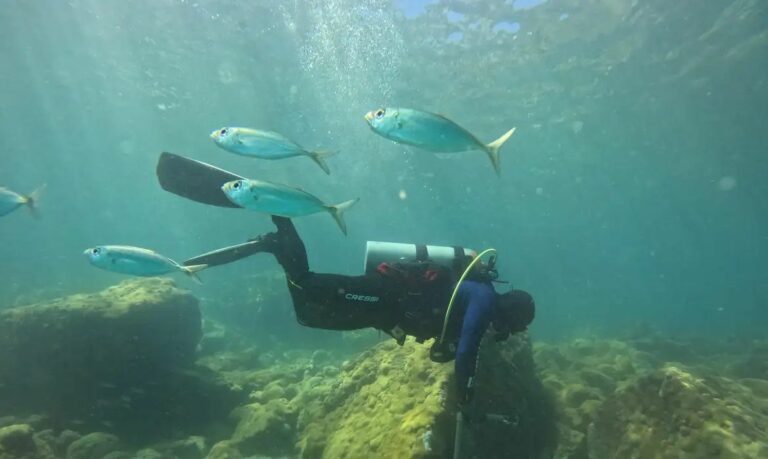 Censo marinho monitora saúde dos costões rochosos no Rio de Janeiro
