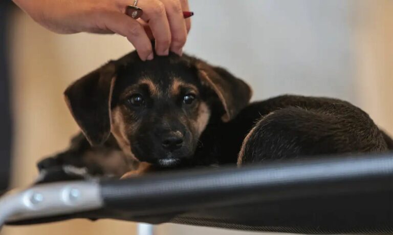 Nova lei estabelece regras para guarda compartilhada de pets no Brasil