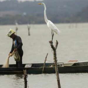 Novas regras do seguro-defeso prometem combater fraudes no benefício