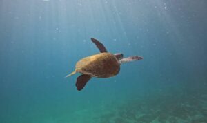 Pesquisa em Arraial do Cabo monitora origem de tartarugas marinhas