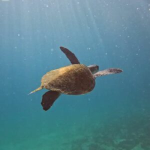 Pesquisa em Arraial do Cabo monitora origem de tartarugas marinhas