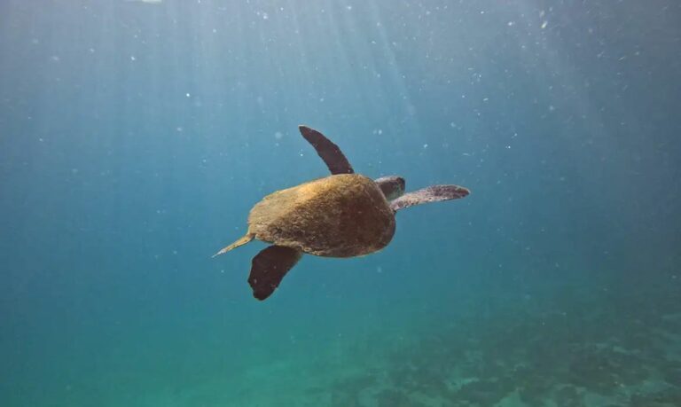 Pesquisa em Arraial do Cabo monitora origem de tartarugas marinhas
