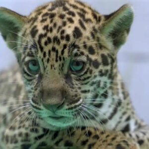 Xingu: Conheça o novo filhote de onça-pintada do BioParque Vale Amazônia