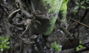 Estudo detecta mercúrio e chumbo em caranguejos no litoral do Paraná