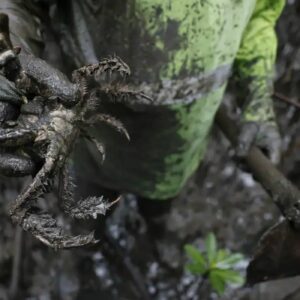 Estudo detecta mercúrio e chumbo em caranguejos no litoral do Paraná