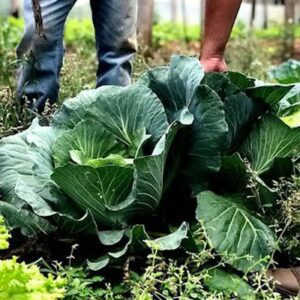 Municípios podem aderir ao Programa de Aquisição de Alimentos para 2026