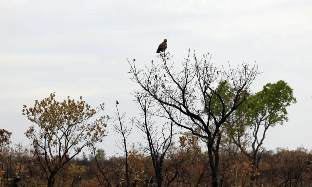 Novas tecnologias reforçam o combate a incêndios florestais no Cerrado