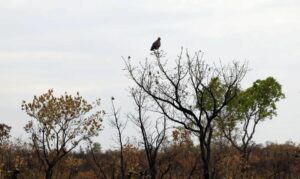 Novas tecnologias reforçam o combate a incêndios florestais no Cerrado