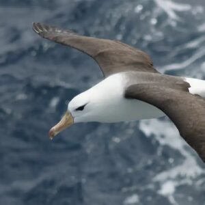 Conservação de Albatrozes: Pesca em Alto-Mar Exige Mudanças Urgentes