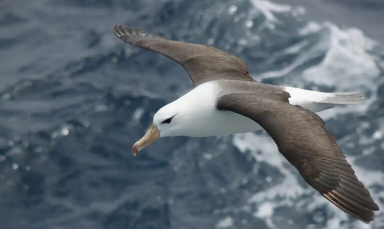 Conservação de Albatrozes: Pesca em Alto-Mar Exige Mudanças Urgentes