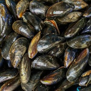Estudo alerta que mexilhões acumulam microplásticos e ameaçam saúde humana