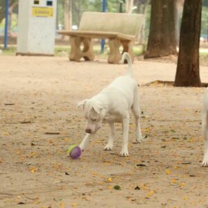 Exercício ilegal da medicina veterinária agora é crime com pena de prisão