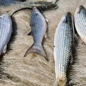 Governo suspende pesca de tainha na modalidade arrasto de praia