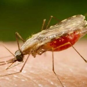 Cientistas da Fiocruz avançam em vacina universal contra malária